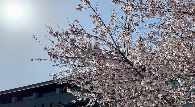 ホテル正面入口に咲くマメザクラ