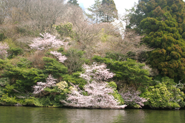 芦ノ湖水上から見る春の風景