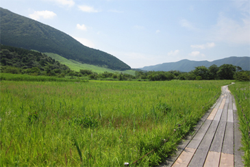 箱根湿生花園